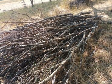 уголь пыль штып: Жалбырактуу бактар