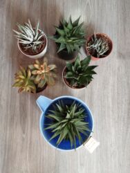 xarı bülbül şəkilləri: Artırması 1 azn. Müxtəlif sukulentlər artırması. - Növ lalafo.az -da xarı bülbül şəkilləri: Artırması 1 azn. Müxtəlif sukulentlər artırması. - Növ