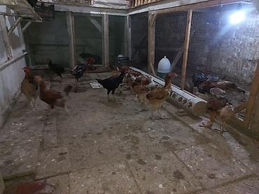 cin iti: • Məhsul: heyratı fərələr və xoruzlar(görsənən partiya) • Növ: Qarışıq — 4