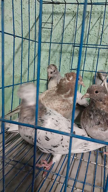 голуби голубей: Породистые декоративные голуби в клетках. Описание: - Пары красивых — 6