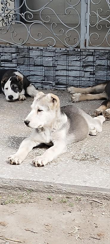 Продажа собак: Алабай, 3 месяца, Самец, С прививкой — 9