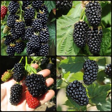 Ежевика: Ежевика Оптом, Бесплатная доставка, Самовывоз — 9