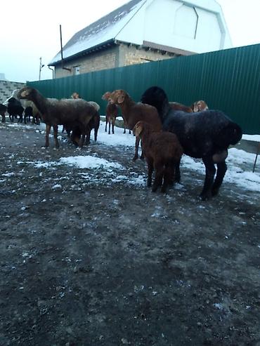 Баран, овца: Продаю | Овца (самка), Ягненок, Баран (самец) | Полукровка | На забой, Для разведения, Для шерсти | Племенные, Котные, Матка — 5