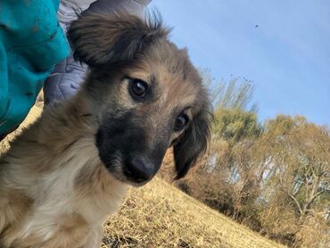 Отдам даром собаку: Щеноки бардер-колли, среднего размера . умные,домашние,мальчики.6 — 1