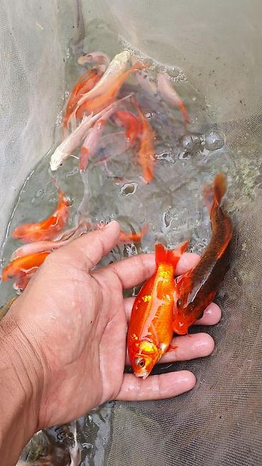 Рыбы: Рыба карп кои японские декоративный разне цветле размер7-10см до 35см — 11