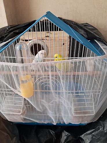 bit daragi harada satilir: Dalmatin və sarı rəngli iki dalğıç papağanla birlikdə tam dəst quş — 1