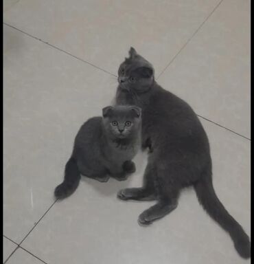 Pişiklər: Şotland yastı qulaq — 8