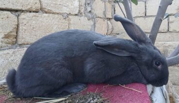 Dovşanlar: ALMAN PYOSTER və RİZEN CİNS DOVŞANLAR SATILIR. Pyoster-Xallı erkəy 6 — 6