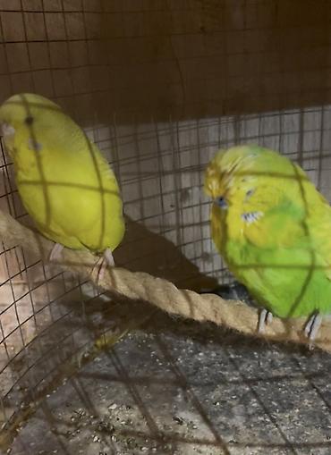 кольчатый попугай цена: Çex papuqaylar, hazır 4 cütdülər, tam sağlam quşlardı, qiymət cütünə — 2