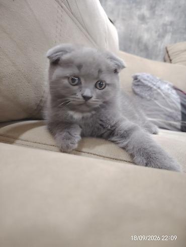 Кошки: Шотландская, Самец — 8