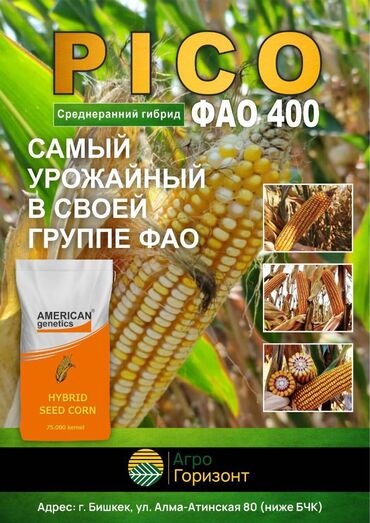 кукуруза оптом: Семена и саженцы Кукурузы