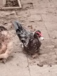 Ördəklər: Başlıq:Ev quşları Təsvir: Həyət quşları satılır: - Ördeyin xoruzu – — 7