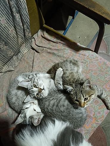 куплю хомяка с клеткой: Котята домашние, помёт из нескольких малышей. Окрас преимущественно — 2
