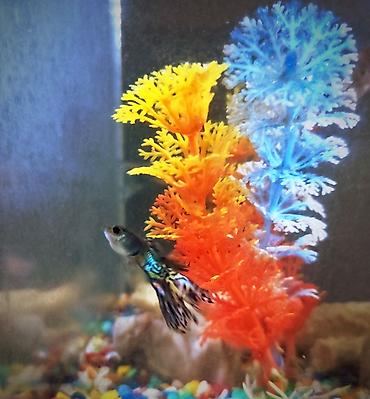 Рыбы: Продаются 2 аквариума с рыбками гуппи 🐠 В комплекте: ^ два ухоженных — 10