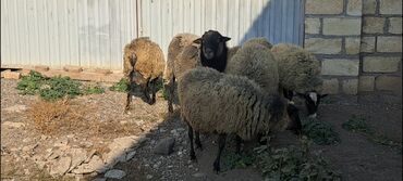Qoyunlar, qoçlar: Salam Satır Ramanov qoyunları Boğaz. damazlığ 4 tişi 3 erkəydi -da lalafo.az — 7 Qoyunlar, qoçlar: Salam Satır Ramanov qoyunları Boğaz. damazlığ 4 tişi 3 erkəydi — 7