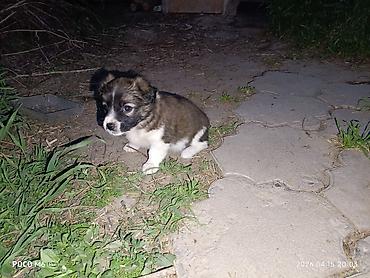Отдам даром собаку: Щенки -дворняжкиДевочки все 5-недель,звотночки- будут среднего — 3