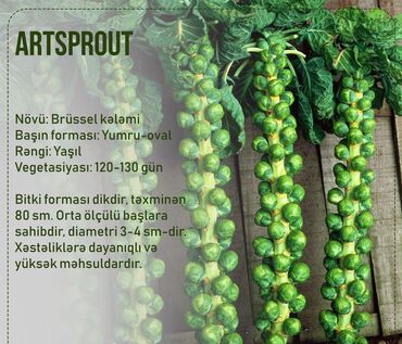 Toxumlar: Aluzze qarpiz toxumu — 5