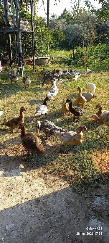 Toyuqlar: Toyuq, Damazlıq -da lalafo.az — 14 Toyuqlar: Toyuq, Damazlıq — 14