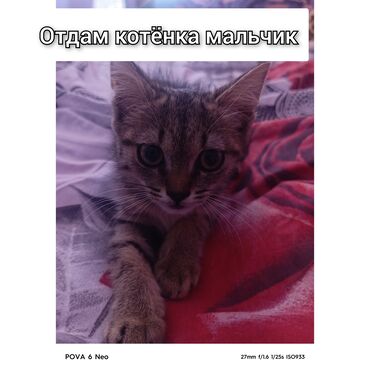 кошка с разными глазами: Кошка даром: Беспородная, Мальчик
