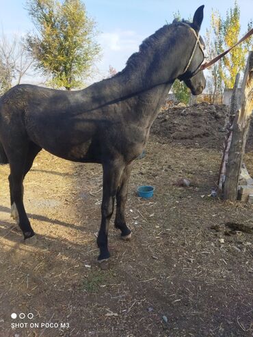 домик для кошки многоуровневый: Продаю | Кобыла (самка) | Дончак | Для разведения