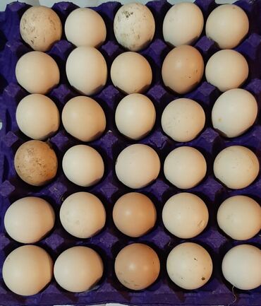 Digər quşlar: Bu toyuqların yumurtaları sifarişlə yığılıb satılır öz həyətimdədi — 1