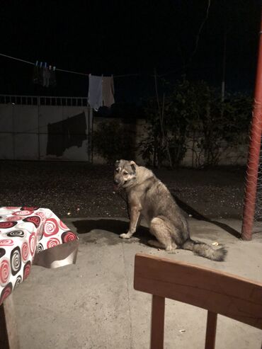 boyumeyen itlerin qiymeti: Alabay, 5 il, Erkek, Peyvəndli, Ödənişli çatdırılma