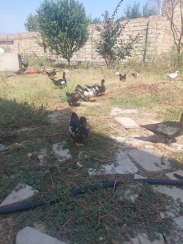 Ördəklər: Salam lal ördey satılır 2 aylıqdı qiymeti 10 man — 1
