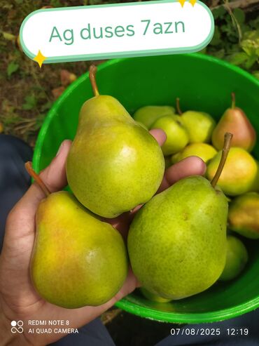 Şitillər: Məhsul: Bağ bitkiləri və meyvə fidanları seçimi - Hibiskus (Rose of — 21