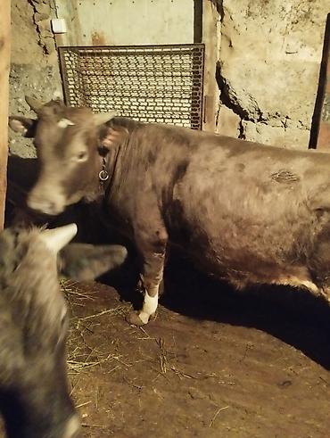 Коровы, быки: Продаю | Бык (самец) | На откорм | Привязанные — 5