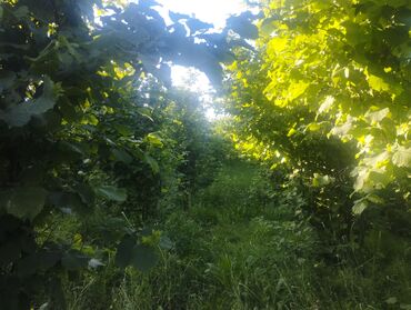 Ağaclar: Fındıq bağçası – intensiv əkilili, səliqəli cərgələr vatsa əlaqə — 2