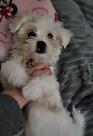 Psi: Na prodaju stenci maltezera,snezno bele boje,stari dva — 7