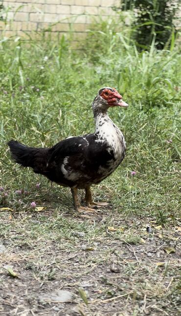 Ördəklər: Muscovy ördəyi (indoutka) – qarışıq qara-ağ lələklər, qırmızı karnizli — 1