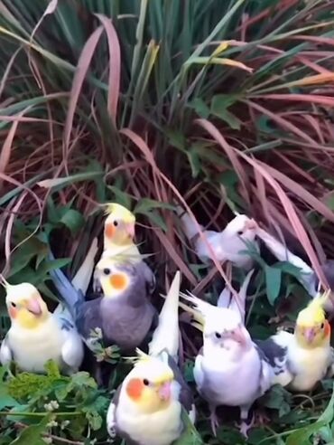 Tutuquşları: Salam bayram endi̇ri̇mləri̇ davam edi̇r . Bi̇ldi̇rmək i̇stərdi̇mki̇ — 5