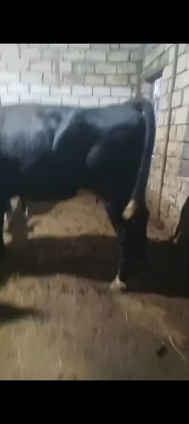 Inəklər, öküzlər: Erkək, il: 3, 900 kq, Ətlik — 1