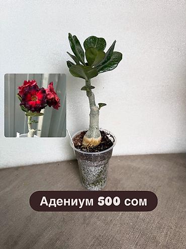 черные розы: Адениум обессум сортовые, с цветами и бутонами. Доступные сорта: - — 4