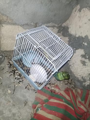 Грызуны: 🐹 hamster bu qefesle 17m balaca bir qefes var onlada 12m isdiyen desin — 2