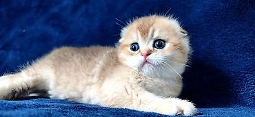 Продажа кошек: Скотиш Фолд (Шотландская вислоухая), 2 месяца, Девочка, Золотая шиншилла — 7