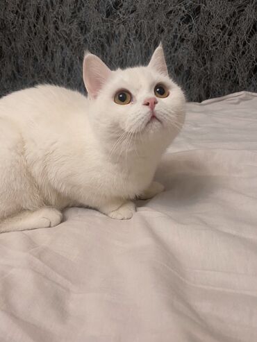 кот белый: Ищем кота на вязку . Нужен кот скоттиш фолд !
