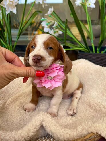 Psi: Odgajivacnica pasa "Happy Puppies" ima u ponudi prelepe stence mini — 5