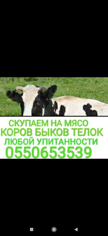 Животные - Чат Кёль: Куплю | Коровы, быки, Лошади, кони | Круглосуточно, Любое состояние, Забитый