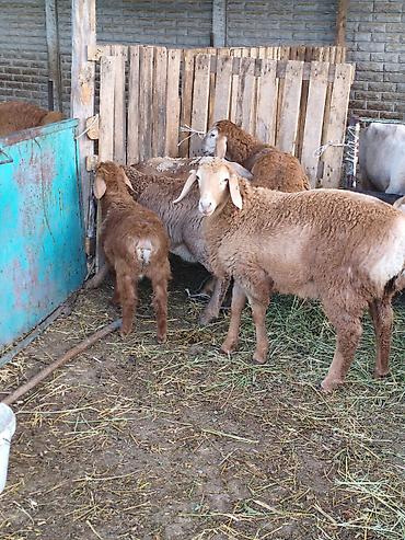 Баран, овца: Продаю | Баран (самец) | Для разведения — 8