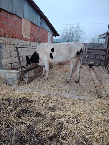 Inəklər, öküzlər: Dişi, il: 2, Südlük, Ünvandan götürmə