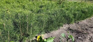 Декоративные деревья: Саженцы деревьев: Ели — 10