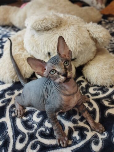 Pişiklər: Sfinks — 9