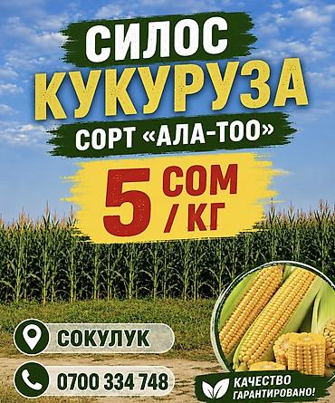 зерновой целка: Силос из кукурузы, сорт «Ала-Тоо». Подходит для кормления КРС, овец и — 1