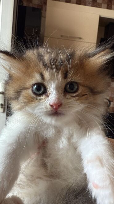 Pişiklər: Şinşilla, Erkək, Dişi, Ünvandan götürmə — 4