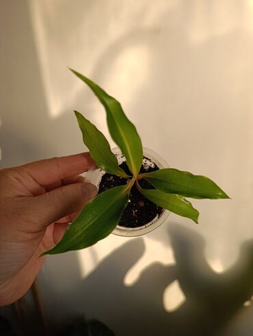 Эпипремнумы и сциндапсусы: Продаю. детки, черенки комнатных растений по 100 сом. Сциндапсус-пакет — 6