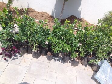 həyət güllərinin satışı: Qızıl güllər dipçək gülləri həmişə yaşıl kolları zəhmət olmasa