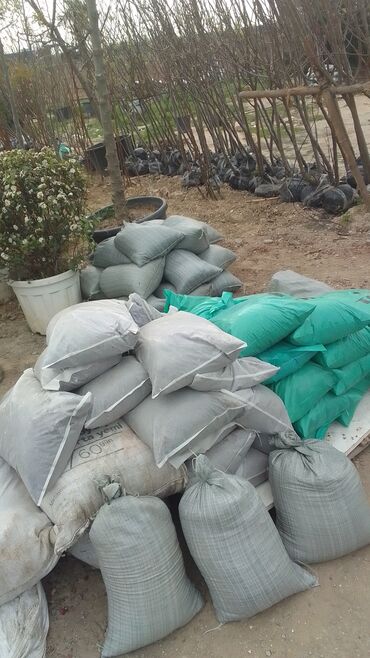 Şitillər: Qazon satışı enli yarpaq danimarka toxumuyla əkilmə qazon satışını -da lalafo.az — 21 Şitillər: Qazon satışı enli yarpaq danimarka toxumuyla əkilmə qazon satışını — 21