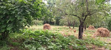 Torpaq sahələrinin satışı: 12 sot, Mülkiyyətçi, Kupça (Çıxarış) — 14